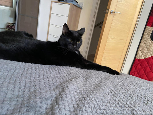 November 'COTM' Winner - Lola