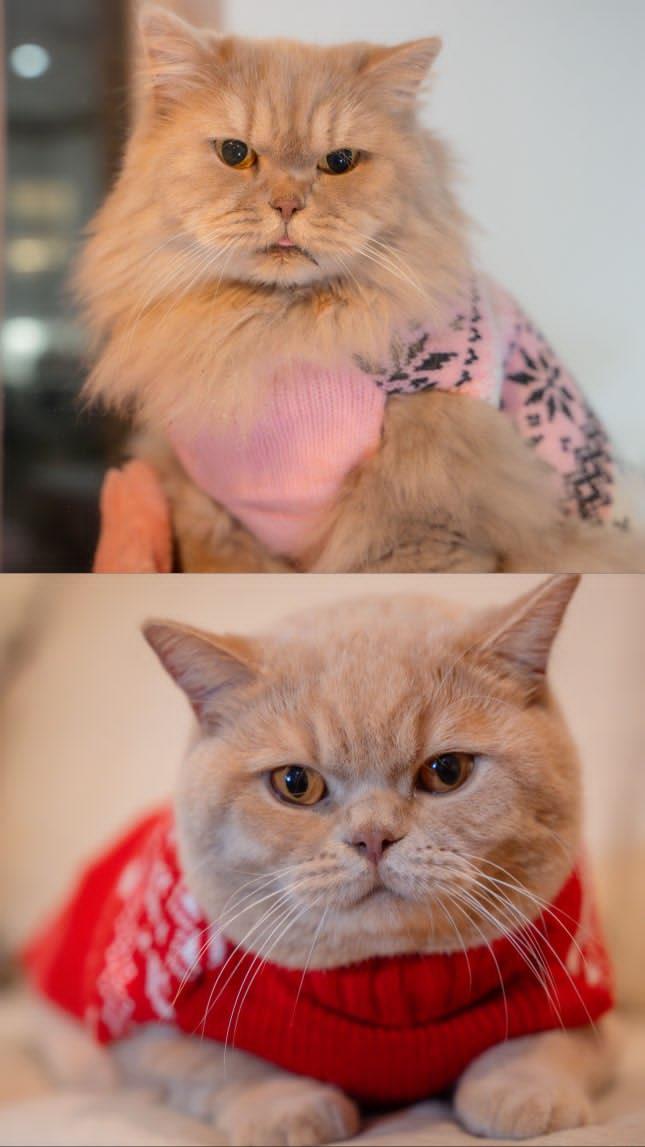 May 'COTM' Winners - Ossian and Misty