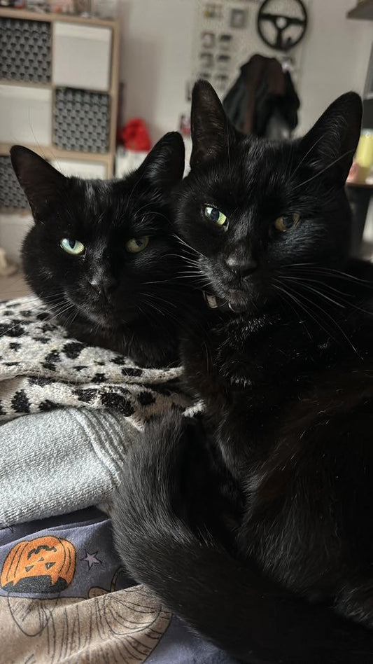 October 'COTM' Winner - Barney and