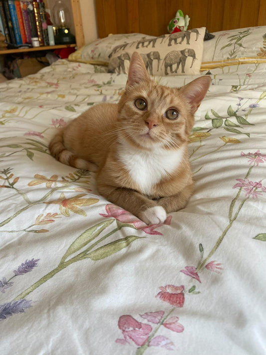 December 'COTM' Winner - Barrie