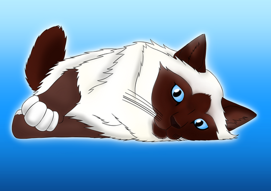 Birman Boy
