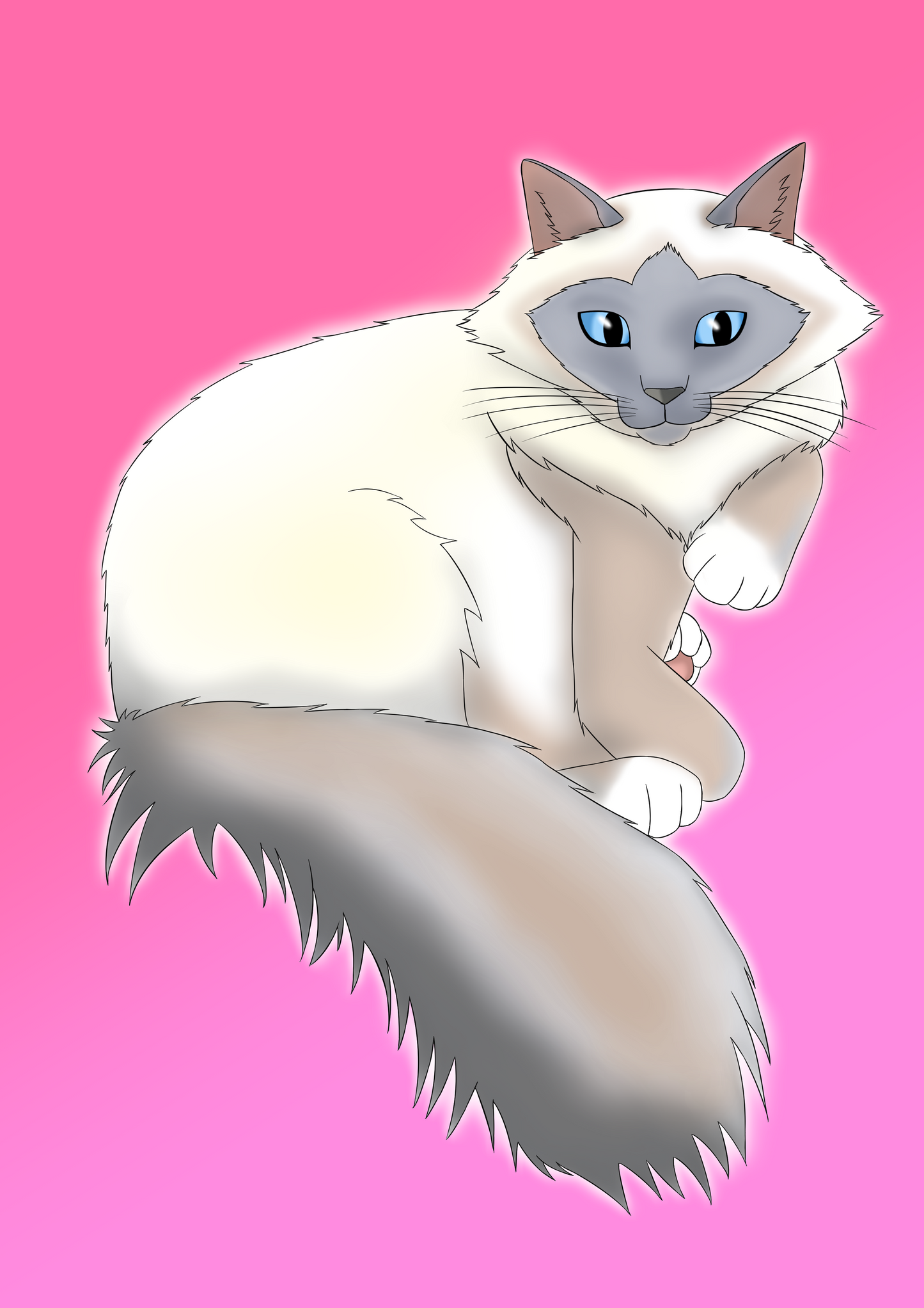Birman Girl
